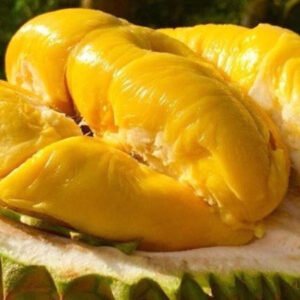 Sầu riêng Ngũ Hiệp