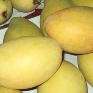 Xoài cát Hoà Lộc